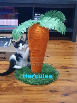 0-1 month Male Purebred Exotic