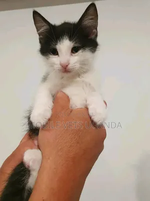 1-3 months Male Purebred American Bobtail