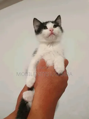 3-6 months Female Purebred Bombay