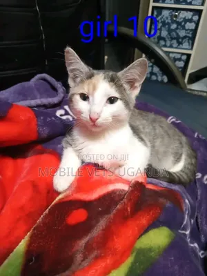 1-3 months Female Purebred American Wirehair