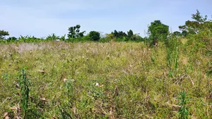 One and Half Acre in Bombo Kalule at 43m Good for Farming.