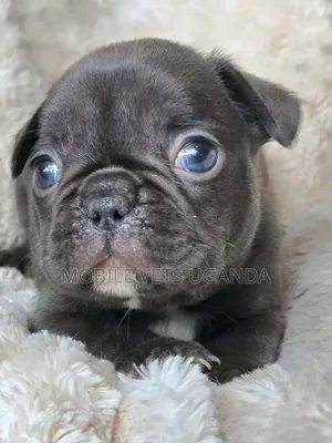 0-1 month Male Purebred Pug