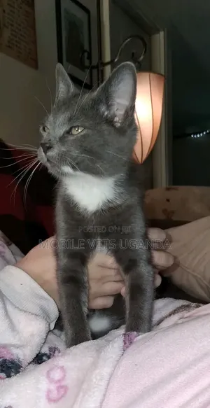 3-6 months Male Purebred Exotic