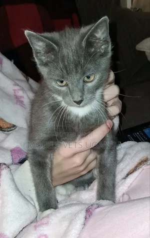 6-12 months Female Purebred American Bobtail