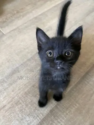 0-1 month Male Purebred American Curl