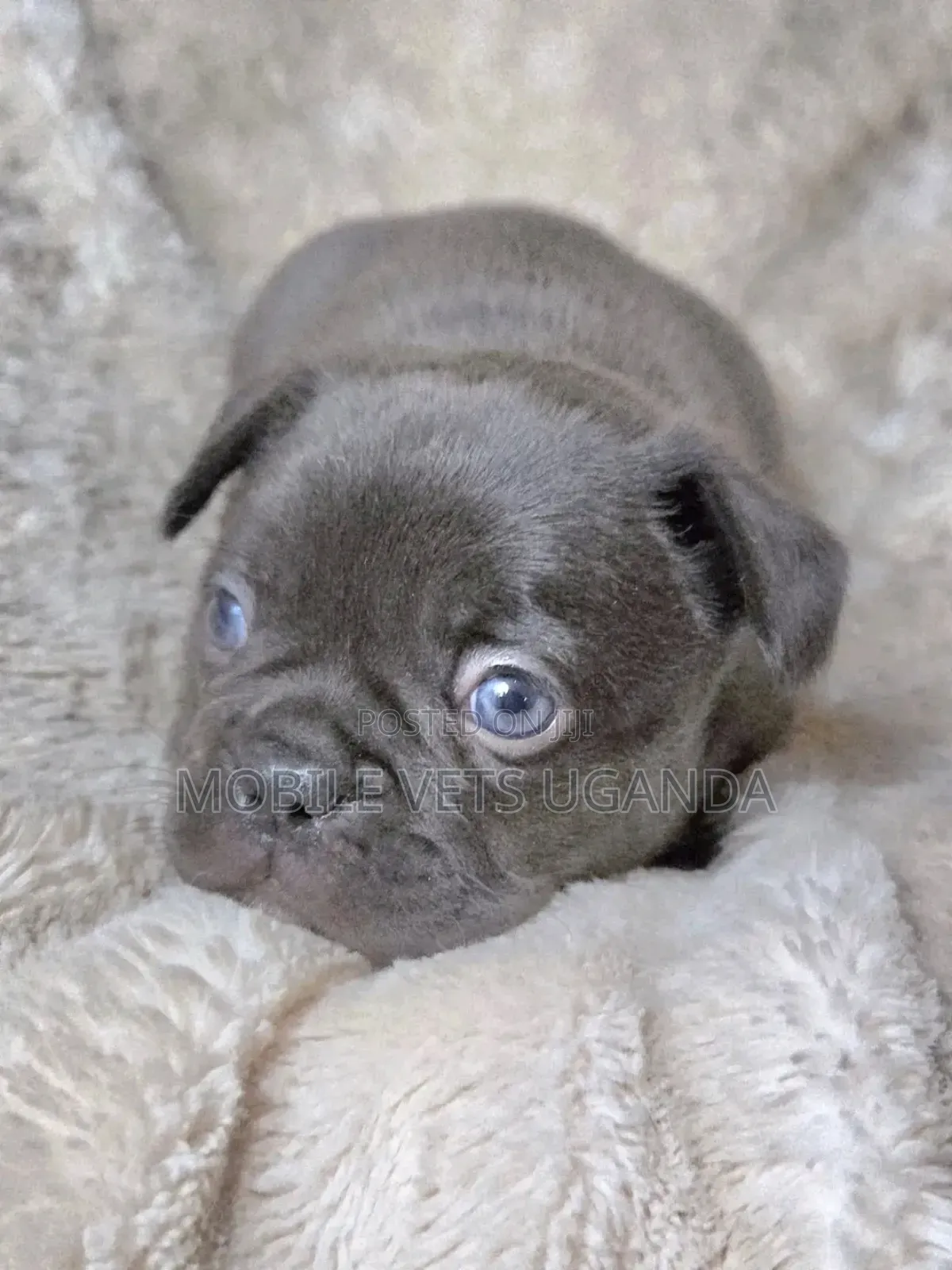 3-6 months Male Purebred Pug