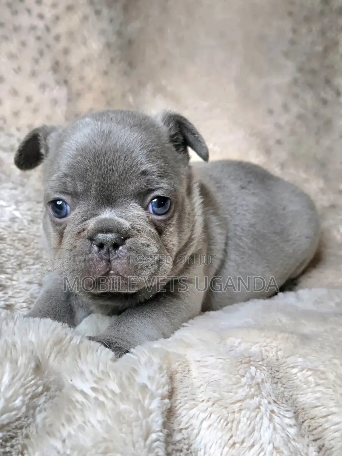 1-3 months Male Purebred Pug