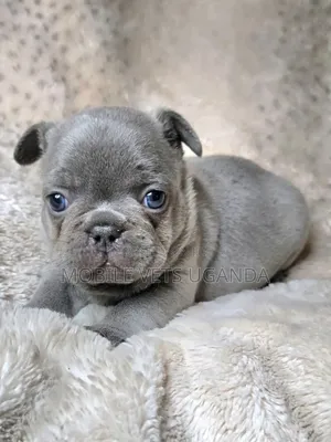 1-3 months Male Purebred Pug