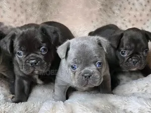 0-1 month Female Purebred Pug