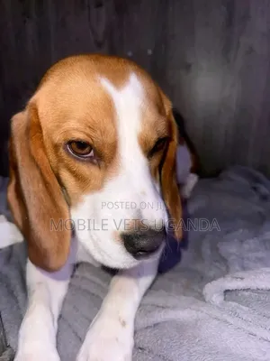 1-3 months Female Purebred Beagle
