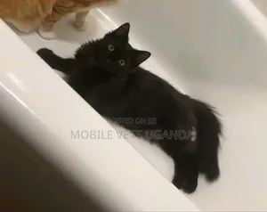 3-6 months Female Purebred Nebelung