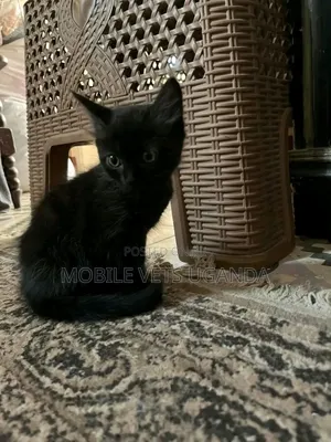 1-3 months Female Purebred American Bobtail