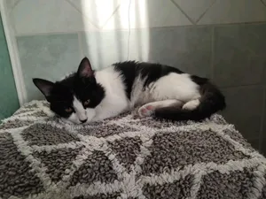 1-3 months Male Purebred American Bobtail
