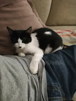 3-6 months Male Purebred American Curl