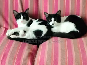 1-3 months Male Purebred Bombay