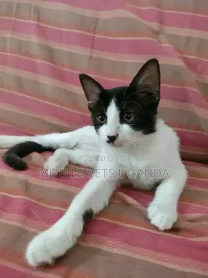 1-3 months Male Purebred Birman