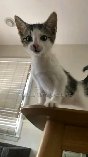 1-3 months Male Purebred American Curl