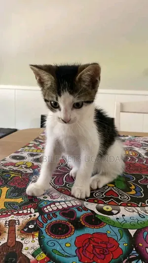 1-3 months Female Purebred Sphynx