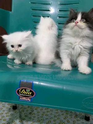 1-3 months Male Purebred Persian