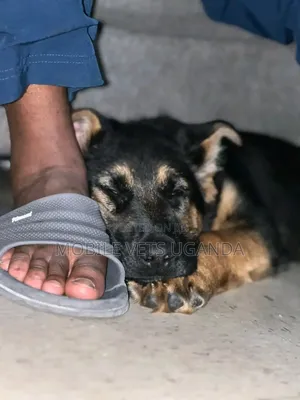 1-3 months Male Purebred German Shepherd