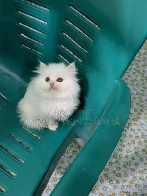 0-1 month Male Purebred Bombay