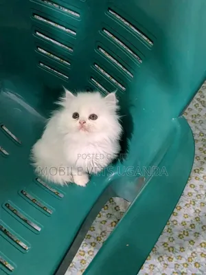 1-3 months Female Purebred Balinese