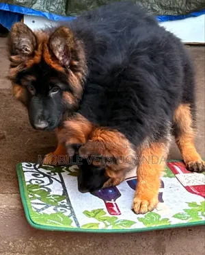1-3 months Male Purebred German Shepherd