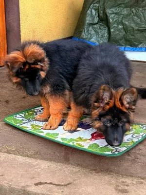 3-6 months Male Purebred German Shepherd