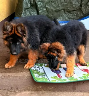 3-6 months Male Purebred German Shepherd
