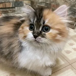 1-3 months Female Purebred Oriental