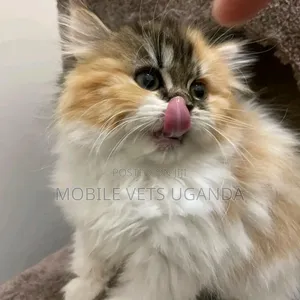 0-1 month Male Purebred American Curl