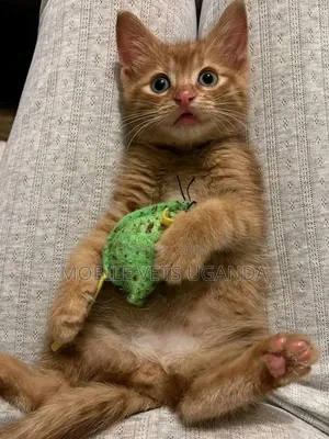 1-3 months Male Purebred Bombay