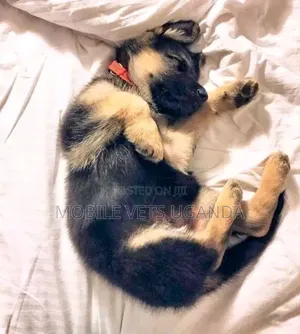 1-3 months Male Purebred German Shepherd
