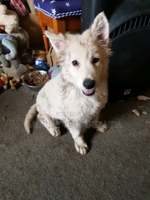 1-3 months Male Purebred German Shepherd