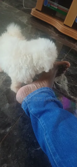 1-3 months Male Purebred Maltese