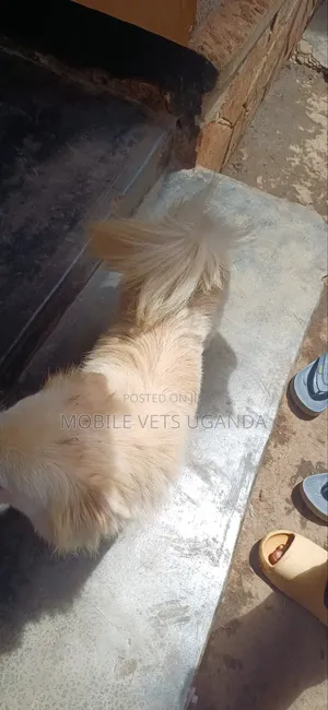 6-12 months Female Purebred Japanese Spitz