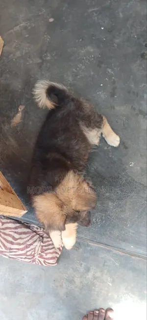3-6 months Female Purebred German Shepherd