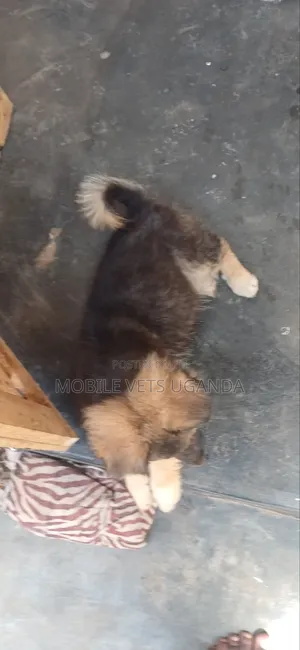1-3 months Male Purebred German Shepherd