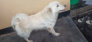 3-6 months Female Purebred Japanese Spitz
