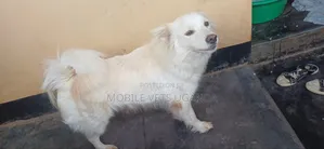 6-12 months Male Purebred Japanese Spitz