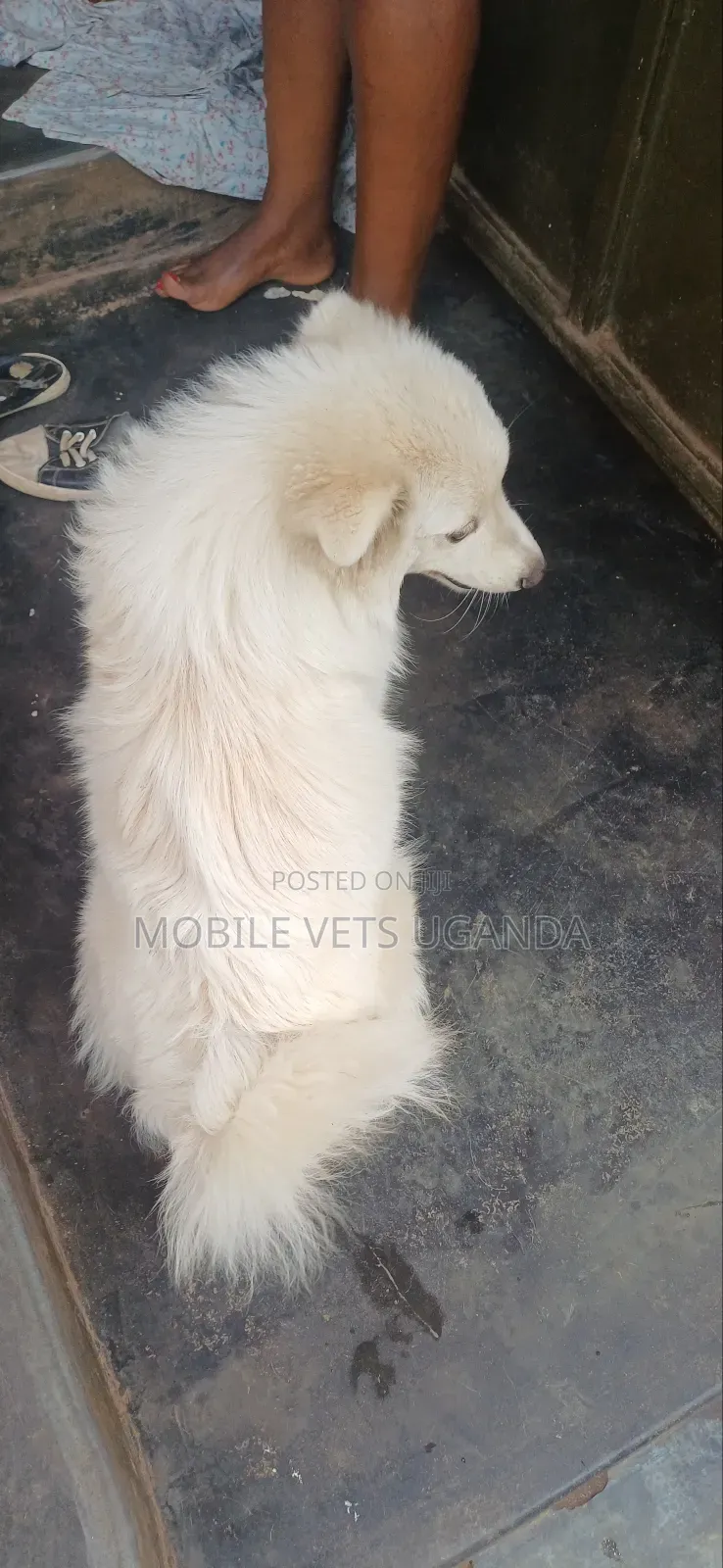 1-3 months Female Purebred Japanese Spitz
