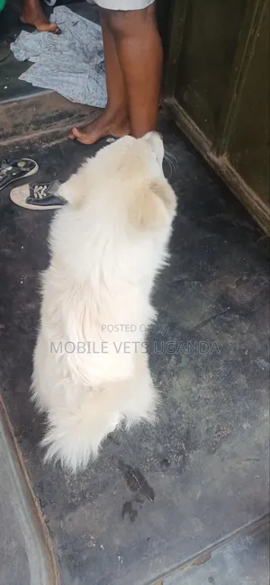 3-6 months Female Purebred Japanese Spitz