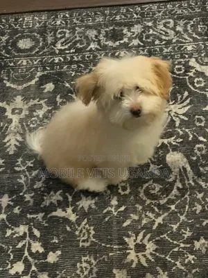 1-3 months Male Purebred Maltese