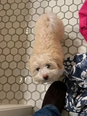 6-12 months Female Purebred Maltese