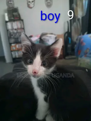1-3 months Female Purebred American Bobtail