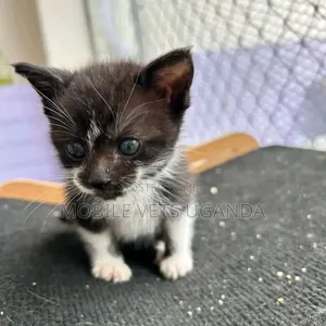 0-1 month Female Purebred Bombay