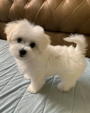 0-1 month Female Purebred Maltese