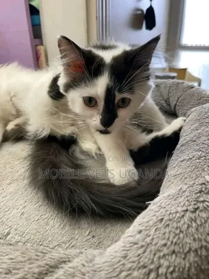 3-6 months Male Purebred Burmilla