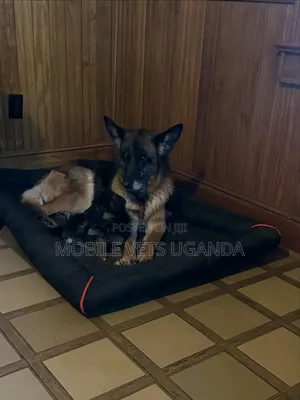 1-3 months Male Purebred German Shepherd