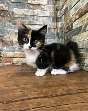 1-3 months Female Purebred Oriental